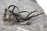 Insane, Spiny Ceratarges Trilobite - Zireg, Morocco #215171-4